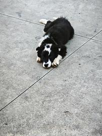 Cucciolo di border collie