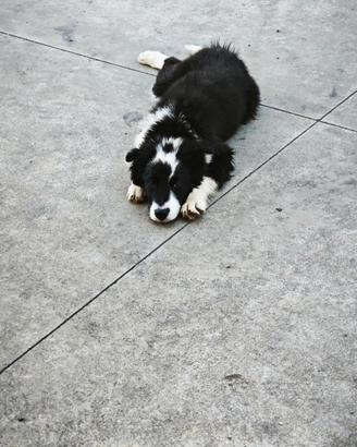 Cucciolo di border collie