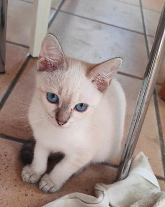 cucciolo Thai (siamese tradizionale)