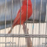 Canarino rosso intenso