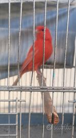 Canarino rosso intenso