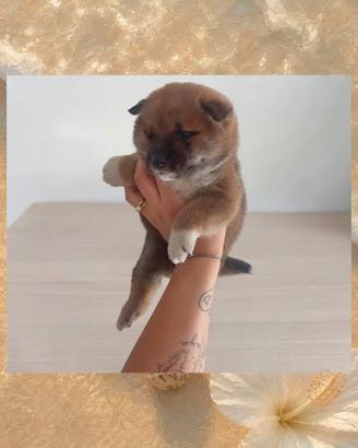 Shiba inu