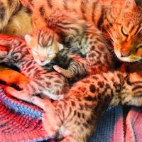 Cuccioli di gatto del Bengala