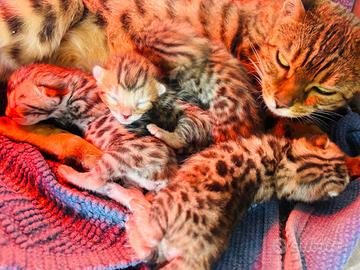 Cuccioli di gatto del Bengala