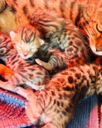 Cuccioli di gatto del Bengala