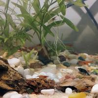 Neocaridine gamberetti acqaurio dolce