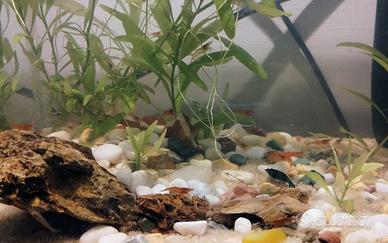 Neocaridine gamberetti acqaurio dolce