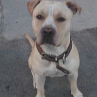 Pitbull femmina per accoppiamento