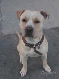 Pitbull femmina per accoppiamento