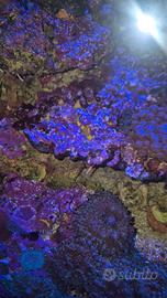 Roccie vive coralli ricordea