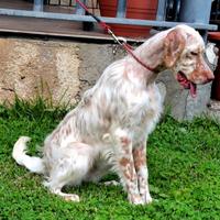 Setter inglese