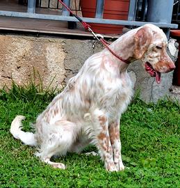 Setter inglese