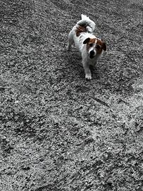 Femmina jack russell