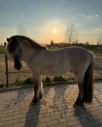 Cavallo
