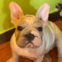 Bulldog francese