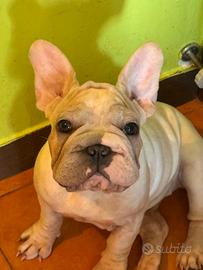 Bulldog francese