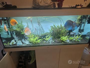 acquario dolce completo da 480 litri 