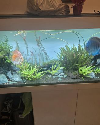 acquario dolce completo da 480 litri 
