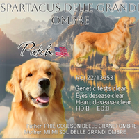 Golden Retriever LINEA AMERICANA per monta