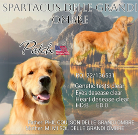 Golden Retriever LINEA AMERICANA per monta