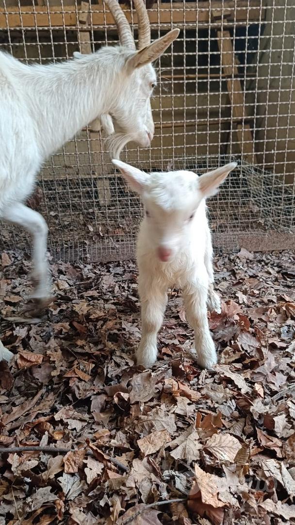 Caprette - Animali In vendita a Bergamo