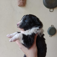 Ultimo cucciolo di border collie