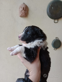 Ultimo cucciolo di border collie