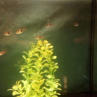 Rasbora Pesce x Acquario