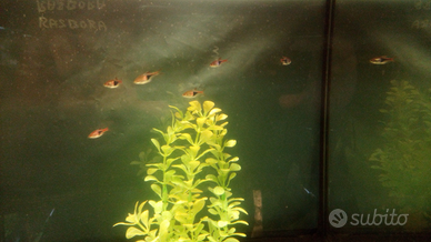 Rasbora Pesce x Acquario