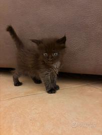 Maine coon con pedigree