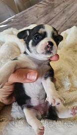 Chihuahua toy nana