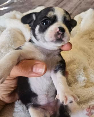 Chihuahua toy nana