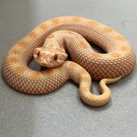 Heterodon nasicus conda albino