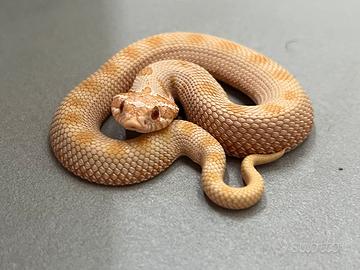 Heterodon nasicus conda albino