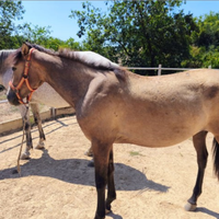 Puledra andalusa pre