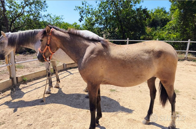 Puledra andalusa pre