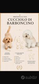 Barboncino