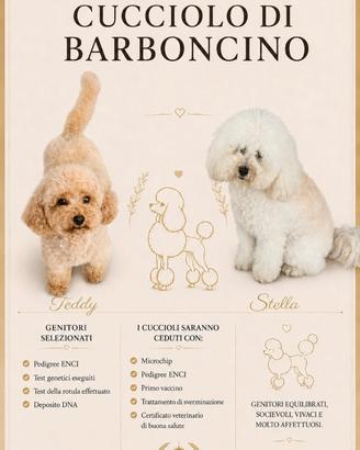 Barboncino