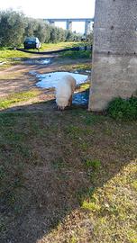 Cucciolone di pastore dei pirenei