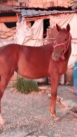 Puledra