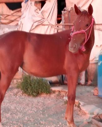 Puledra