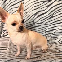Chihuahua toy per monta