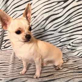 Chihuahua toy per monta