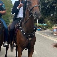 Cavallo