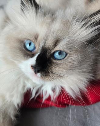 Cuccioli di Gatto Siberiano