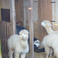 Alpaca