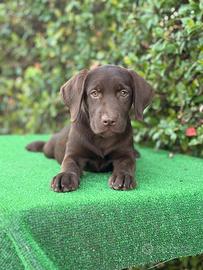 Labrador pedigree
