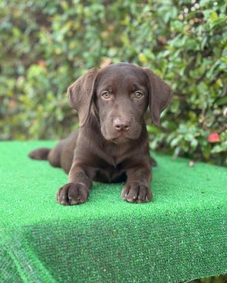 Labrador pedigree