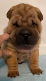 Cuccioli shar pei disponibili