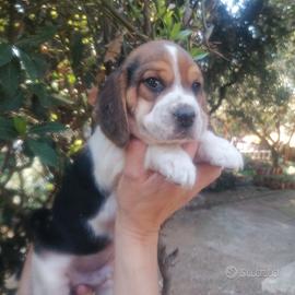 Cuccioli beagle